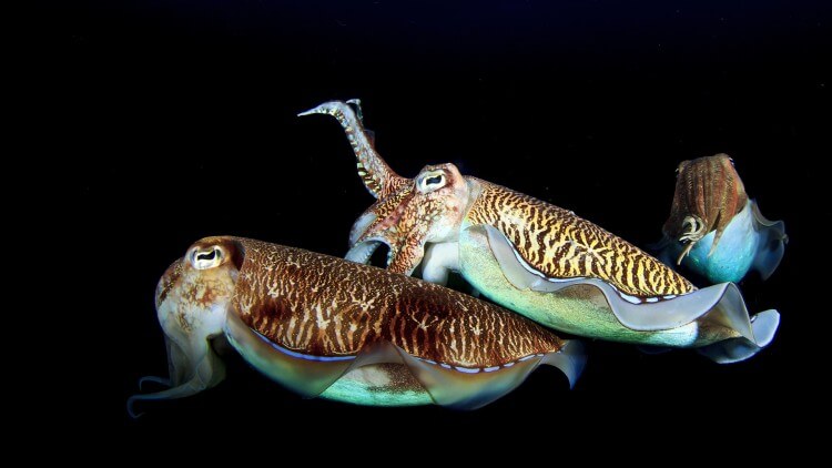 Cuttlefish Night Dive Liveabaord Richelieu Rock Aussie Divers Phuket