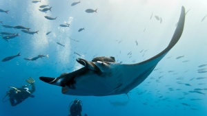 Manta Ray Koh Bon Scuba Diving Liveaboard Scuba Diving Phuket