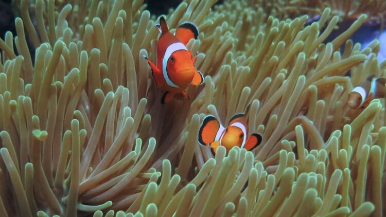 Beautiful Anemonefish at Phi Phi the best place learn scuba diving Phuket Thailand