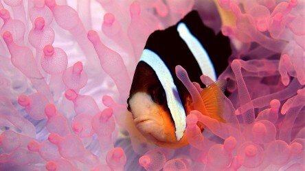 Clarkes Anenomefish Pink Coral Similan Islands Liveaboard Phuket Thailand