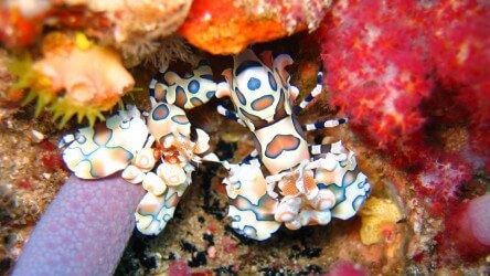 Harliquin Shrimp Richelieu Rock Liveaboard Scuba Diving Phuket Thailand