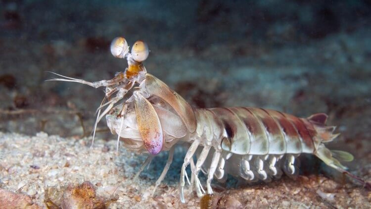 Mantis Shrimp Phuket Thailand Similan Islands Aussie Divers
