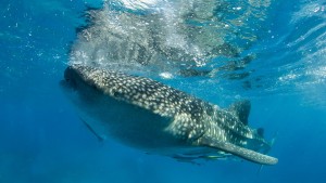 Scuba Diving Whale Shark Richelieu Rock Liveaboard Phuket Thailand