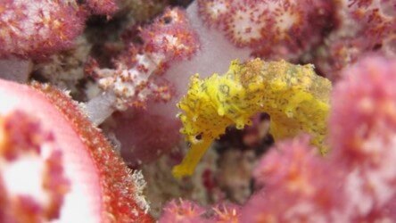 Sea Horse Anemone Reef Phuket Scuba Diving Aussie Divers Phuket