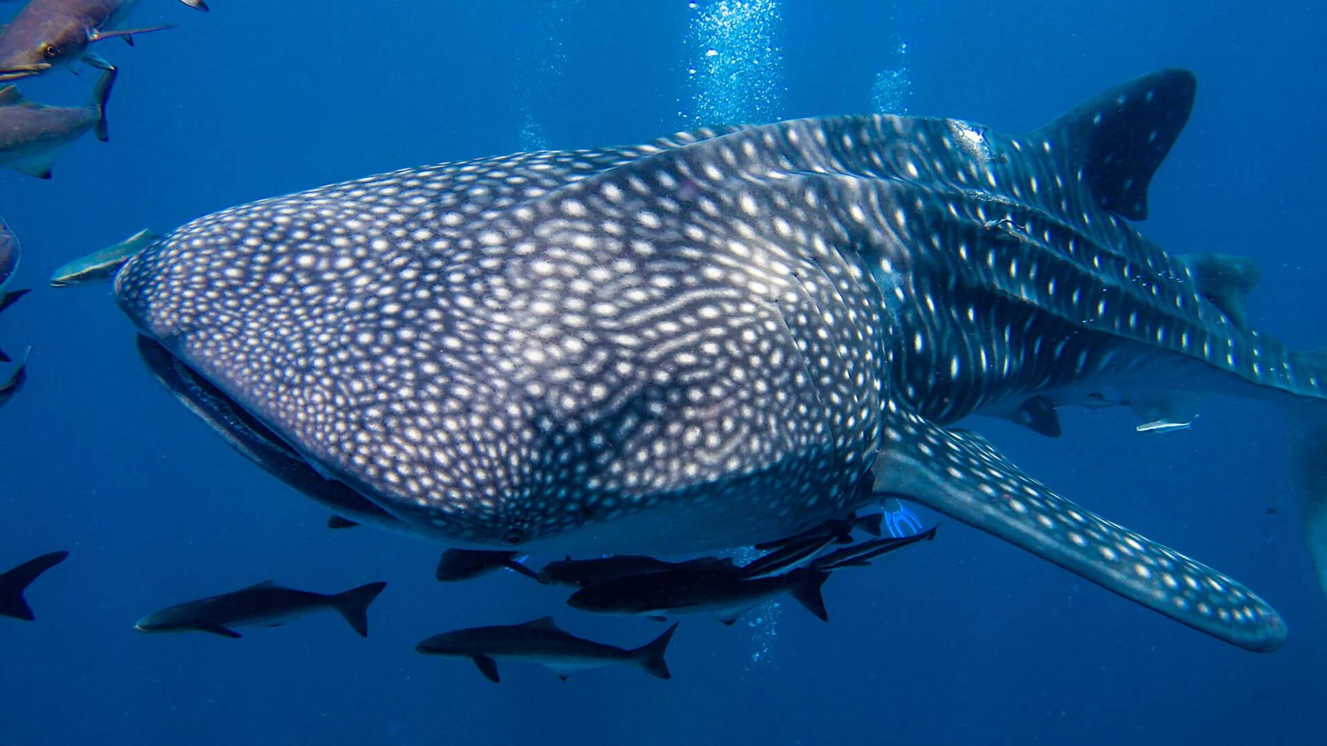 Can I see Whale Sharks Scuba Diving in Phuket?