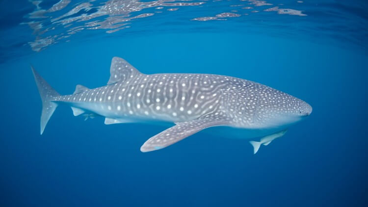 Whale Shark Similan Islands Liveaboard Scuba Diving Phuket Thaialnd