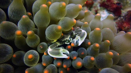 Anemone crab resting in a bubble anemone