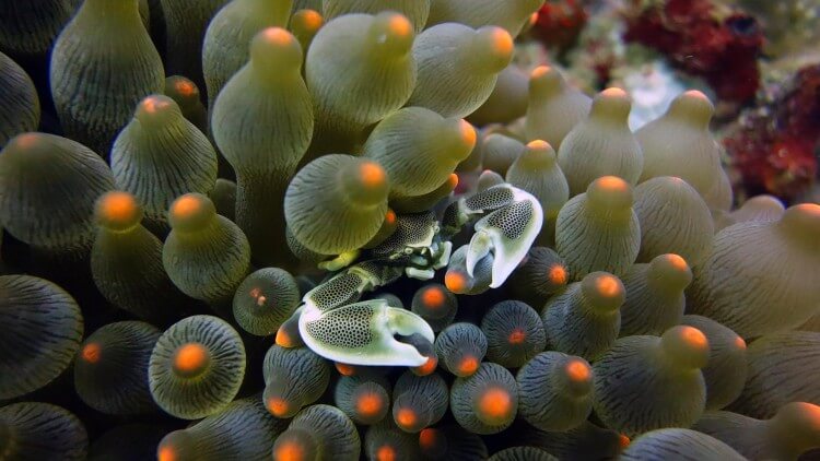 Anemone crab resting in a bubble anemone