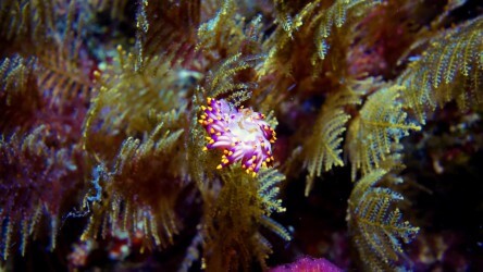 Calorie Indica nudibranch found at Koh Doc Mai in Phuket Thailand