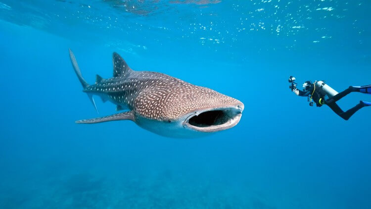 Diving With Whale Sharks In Phuket Thailand With Aussie Divers