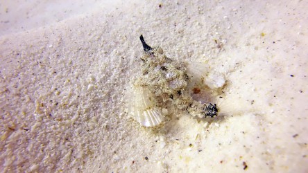 Dragon Sea Moth found in Bay1 Racha Yai Phuket, Thailand