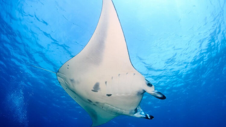 Giant Mantas In The Similan Islands With Aussie Divers Phuket