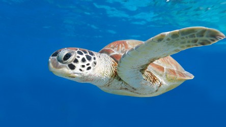 Green Sea Turtle Similan Islands Liveaboard Holiday Aussie Divers Phuket