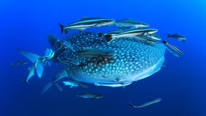 The Similan Island is a hot bed for Whale Shark Activity, see them with Aussie DIvers Phuket
