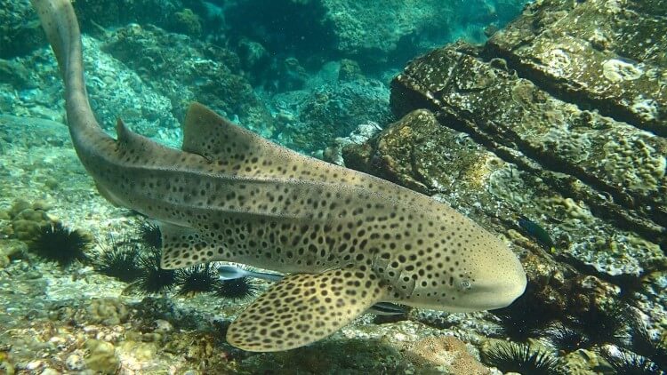 Leopard-Shark-Scuba-Diving-Hin-Bida-Phuket-Thailand-PADI