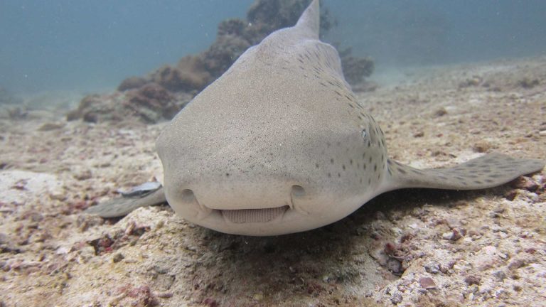 Leopard Shark Shark Point Scuba Diving Phuket Thailand Day Trip