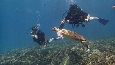 Racha Noi Bay Turtle Scuba Divers Day Trip Padi Phuket