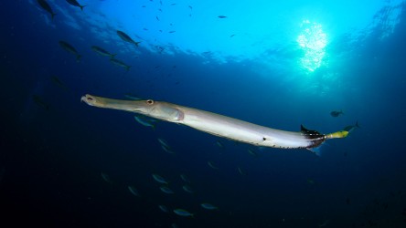 Trumpetfish Scuba Diving Rachanoi Padi Aussie Divers Phuket