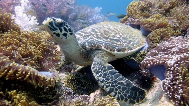 Turtle Anemone Reef  Phuket Day Trips Scuba Diving