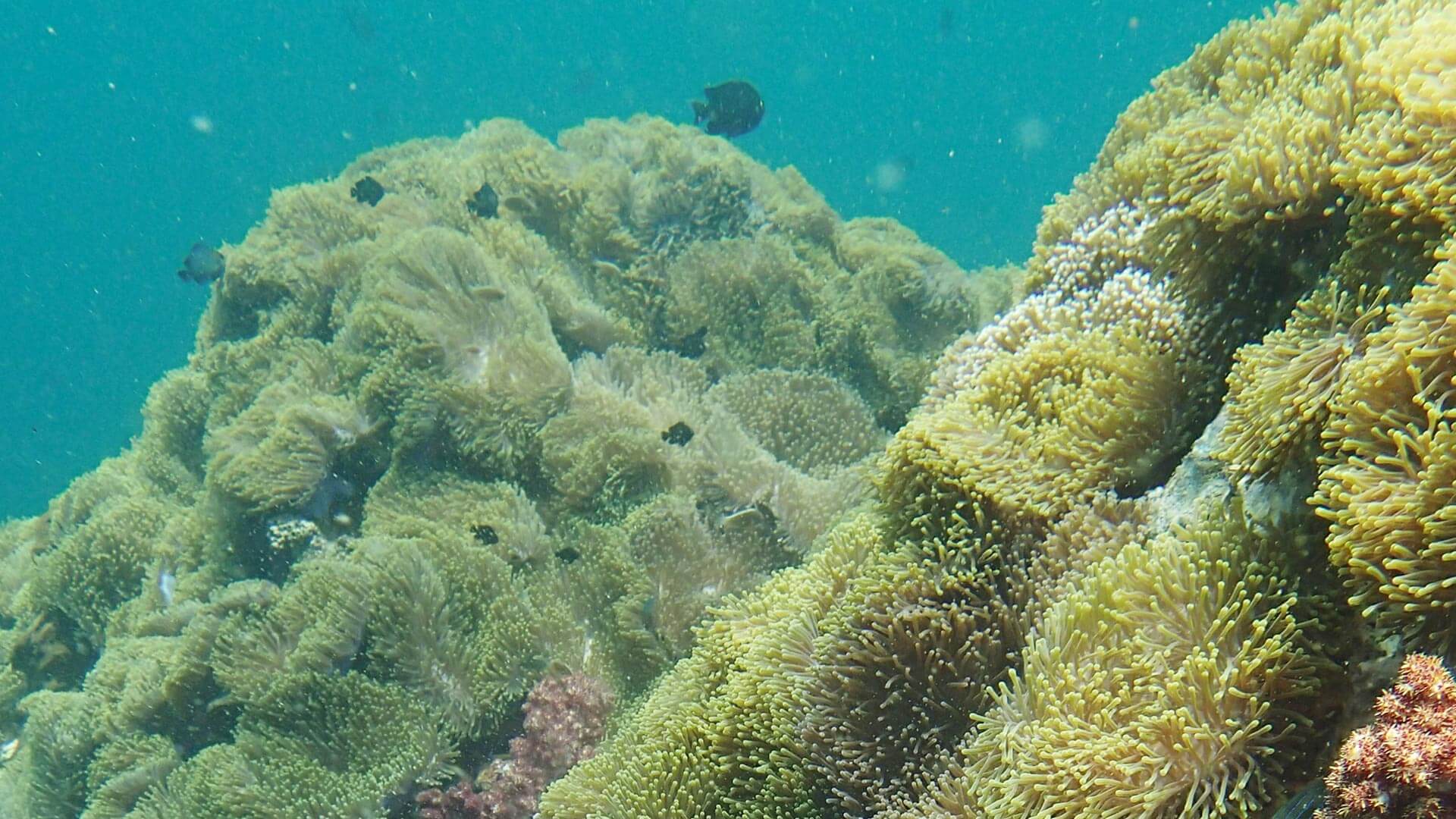 Anemone Reef Scuba Diving Day Trip Aussie Divers Phuket Best