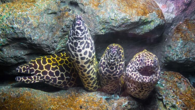 Honeycomb Moray Eel Found Scuba Diving On Padi Open Water Course With Aussie Divers Phuket