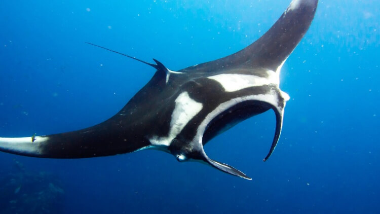 Manta Ray Scuba Diving Best Discount Liveaboards