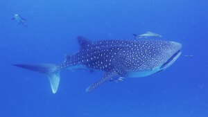 Aussie Divers Phuket Whale Shark Racha Yai