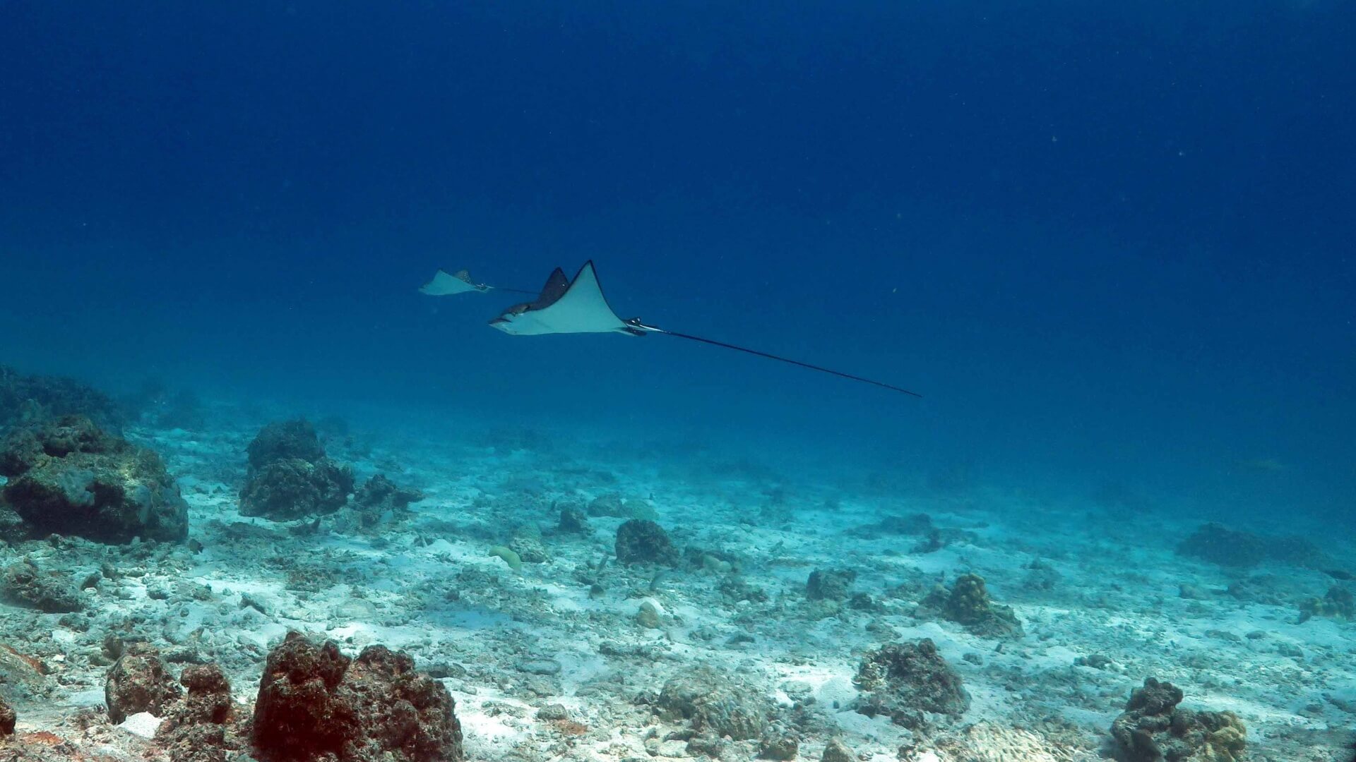 Spotted Eagle Rays at Racha Noi Island