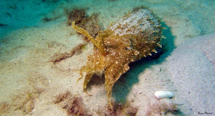 Baby Cuttlefish Kata Beach Aussie Divers Phuket