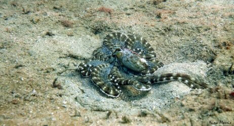 Mimic Octopus Kata Beach Scuba Diving Phuket