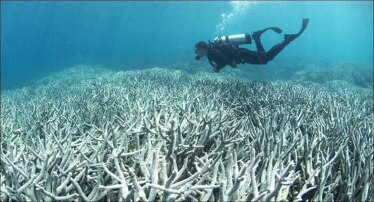Bleached Corals, Use Reef Safe Sun Cream & Sunscreen