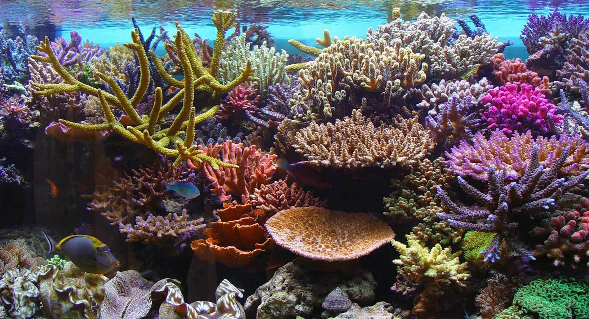Is Chemical Sunscreen Damaging Coral Reef In Phuket?