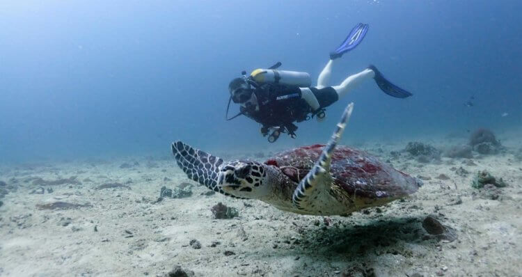 Diver Turtle Phi Phi Aussie Divers Phuket