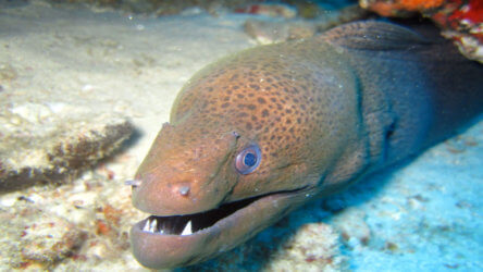 Giant Moray Eel Aussie Divers Phuket-
