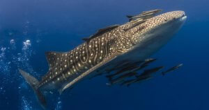 Whale Shark Aussie Divers Phuket Scuba