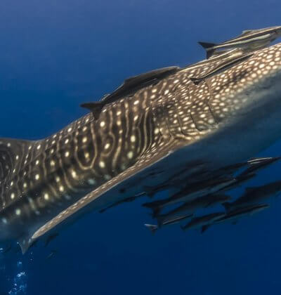 Whale Shark Aussie Divers Phuket Scuba