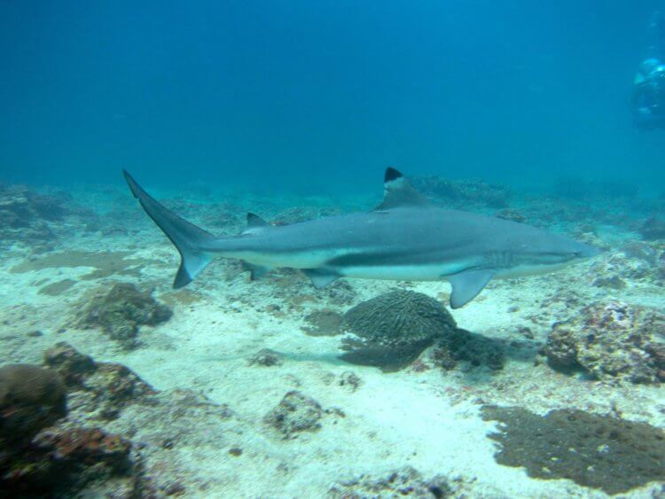Close Black Tip Shark Aussie Divers Phuket