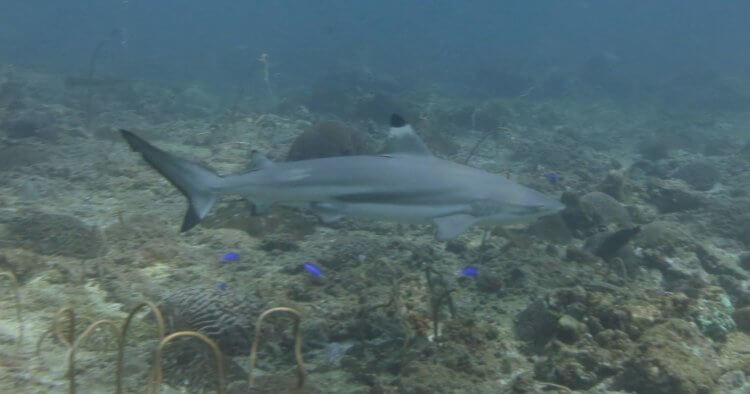 Reef Shark Palong Wall Phi Phi Aussie Divers Phuket