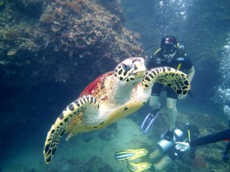Turtle and Diver Phi Phi Scuba Diving Aussie Divers