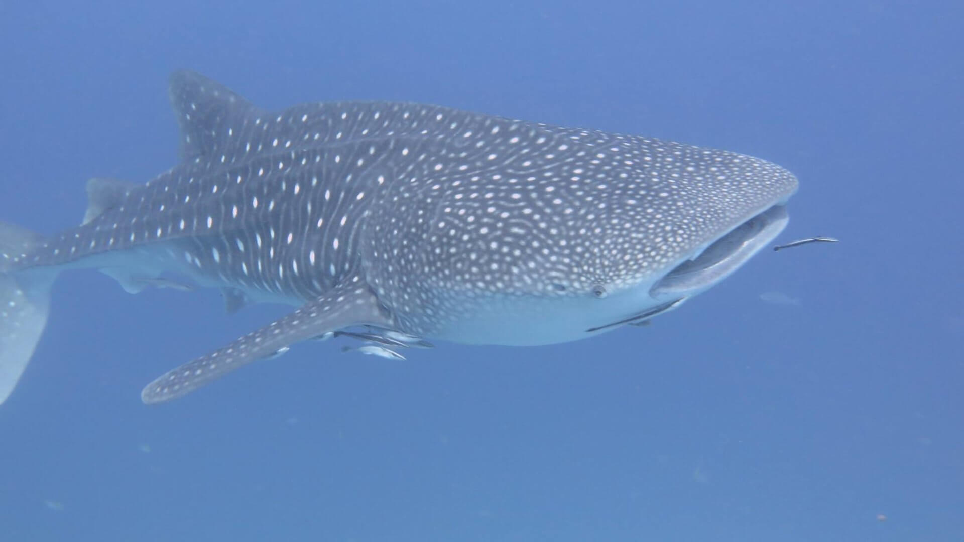 Why whale sharks are NOT the coolest creatures in the sea…