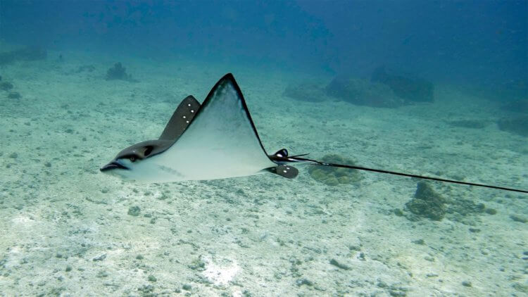 Eagle Ray Nice Dive Aussie Divers Nina