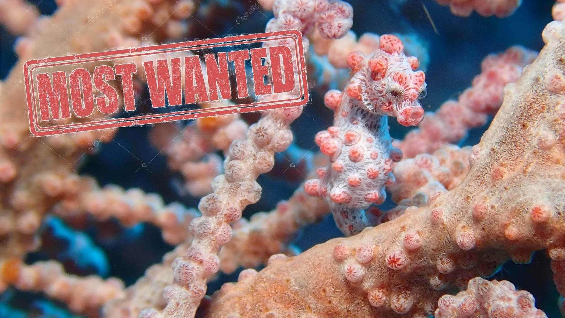 Aussie Divers Phuket – Most Wanted List