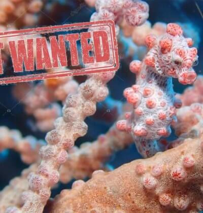 Aussie Divers Phuket Most Wanted