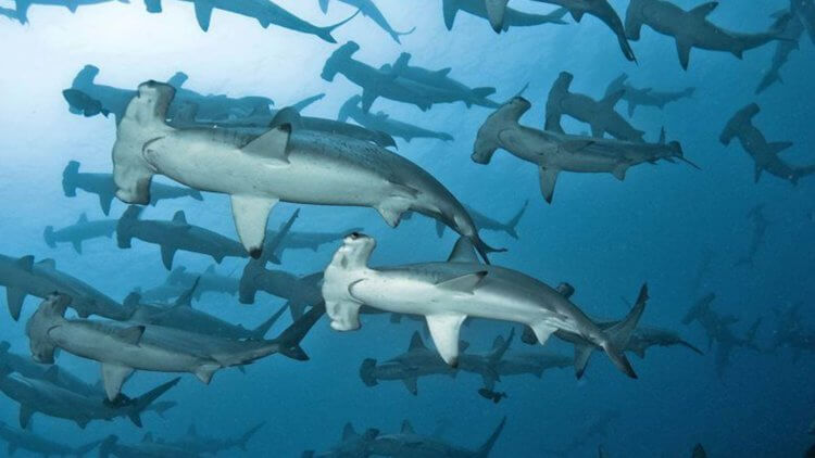 Hammerhead Shark Aussie Divers Phuket