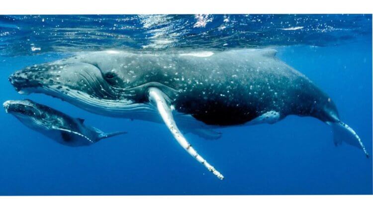 Humpback Whale Aussie Divers Phuket