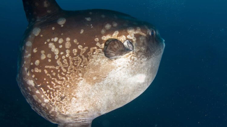 Mola Mola Sunfish Aussie Divers Phuket