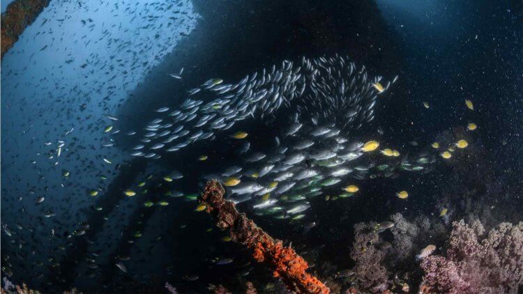 Aussie Divers Phuket King Cruiser Wreck