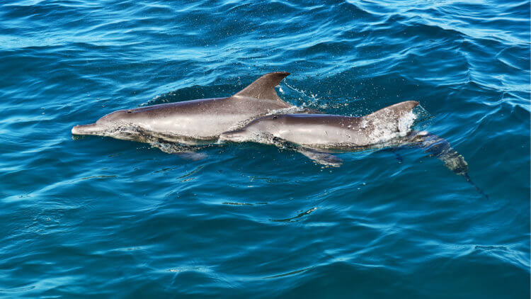 Dolphins Mai Thon Phuket Aussie Divers