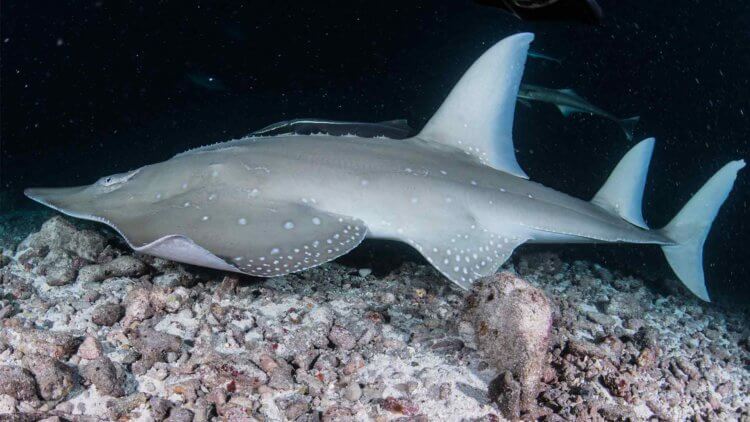 Rare Shark Ray Aussie Divers Phuket