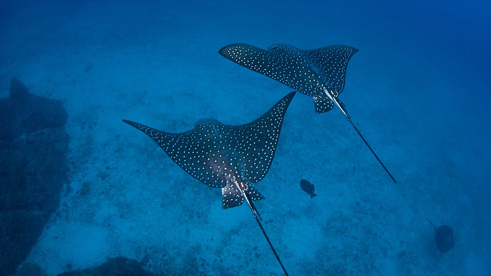 Spotted Eagle Ray Aussie Divers Phuket